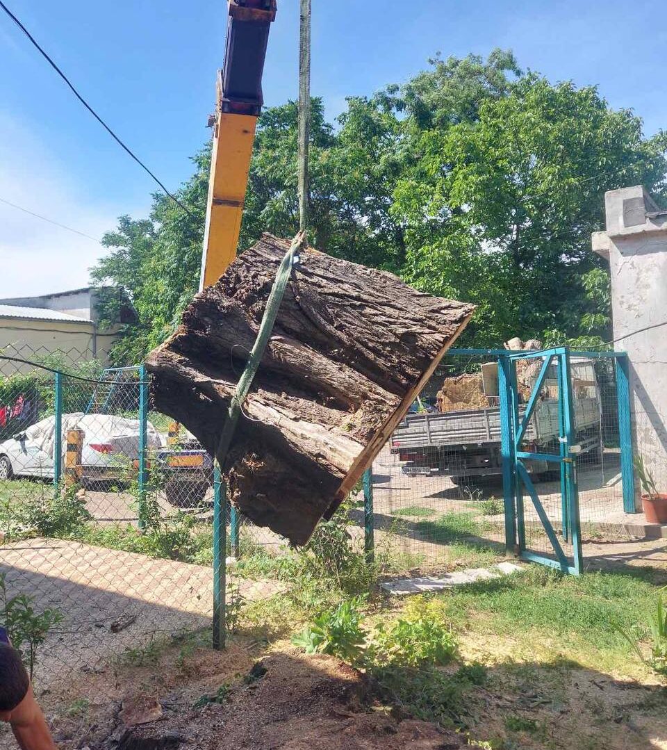 Сервис по спилу деревьев - надежное и безопасное решение для вашего дома и бизнеса