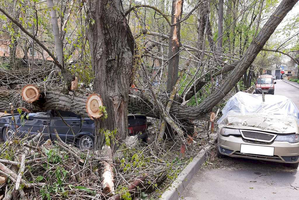Спил деревьев: не простая задача Спил деревьев: не простая задача