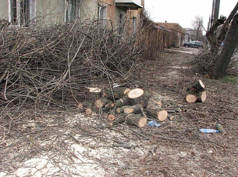 Какие трудности возникают при спиле дерева во дворе?