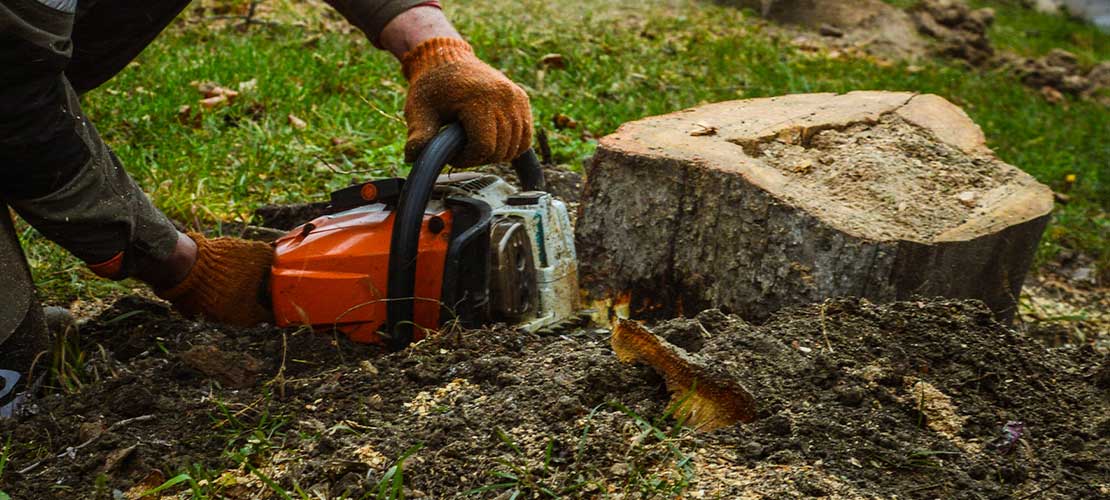 Спилить дерево в Одессе Спилить дерево в Одессе